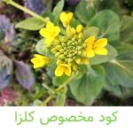 کود مخصوص کلزا-کشاورزی ایران
