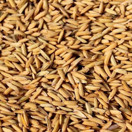 کود مخصوص برنج-کشاورزی ایران