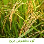 کود مخصوص برنج-کشاورزی ایران