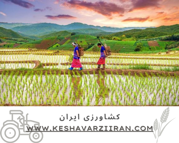 کود مخصوص برنج-کشاورزی ایران