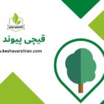 قیچی پیوند زنی - کشاورزی ایران