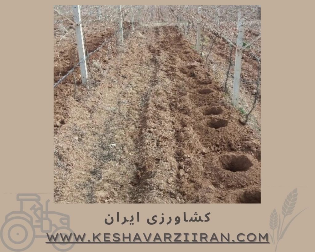چالکود-کشاورزی ایران