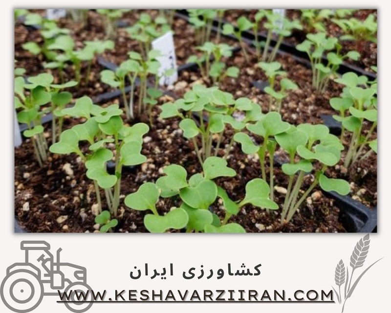 بذر-کشاورزی ایران